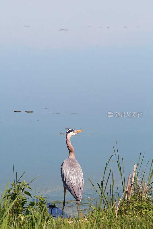 大蓝鹭(Ardea herodias)站在水边